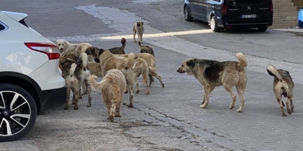 Başıboş köpekler Şırnaklıların korkulu rüyası olmaya devam ediyor