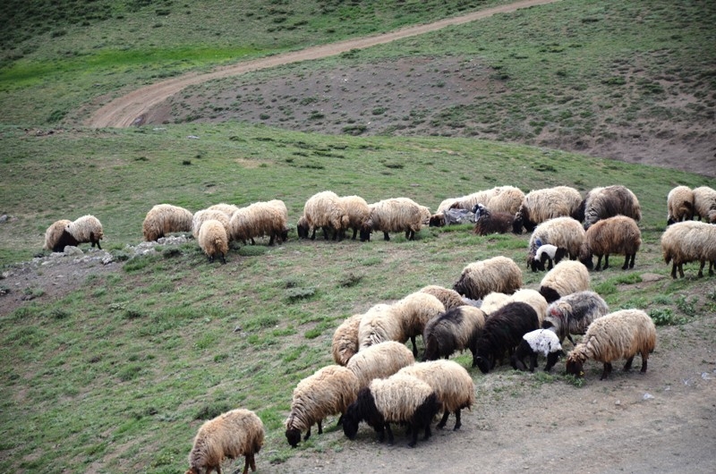 Ülkedeki göçerler Şırnak yaylalarına akın ediyor