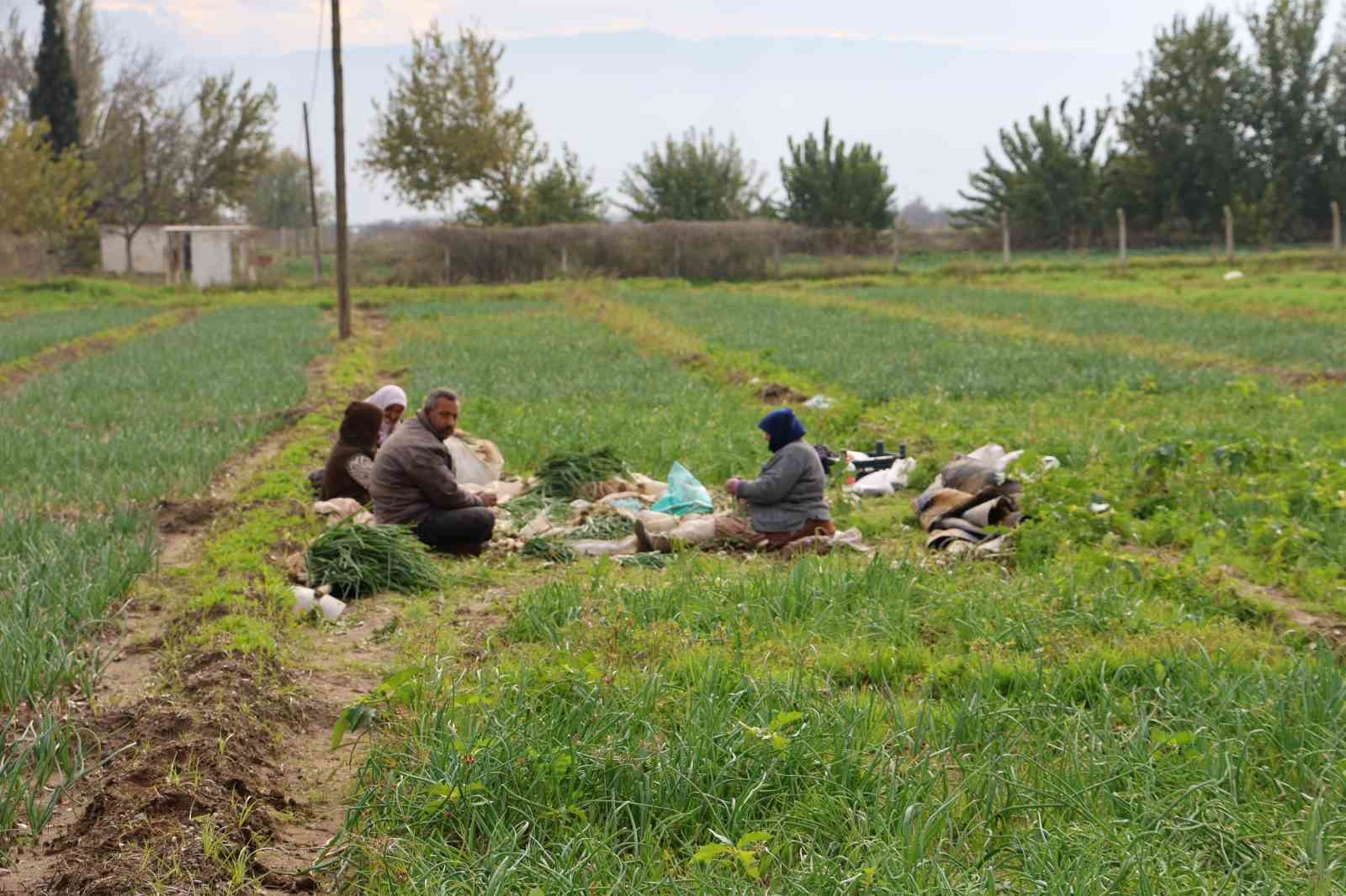 Kilosu 10 liradan alıcı buluyor! Hasat sonrasında binlerce ürün elde edildi