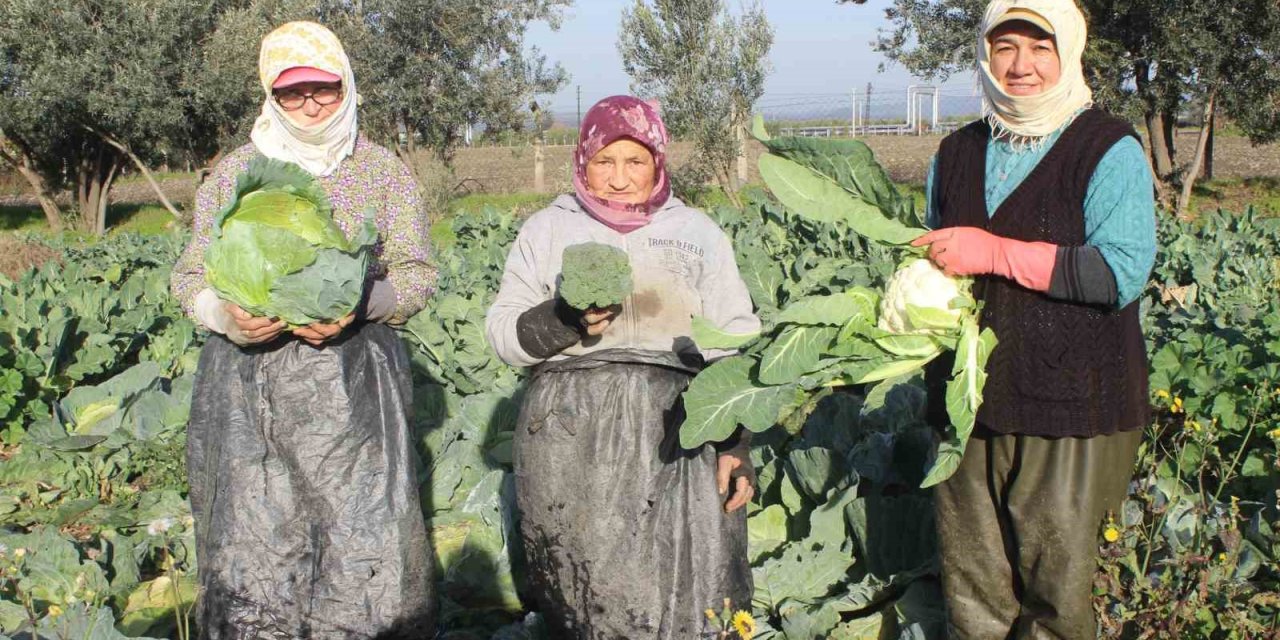 Yılın 12 ayı üretiyorlar: Topladıkları ürünleri tüm ülkeye pazarlıyorlar