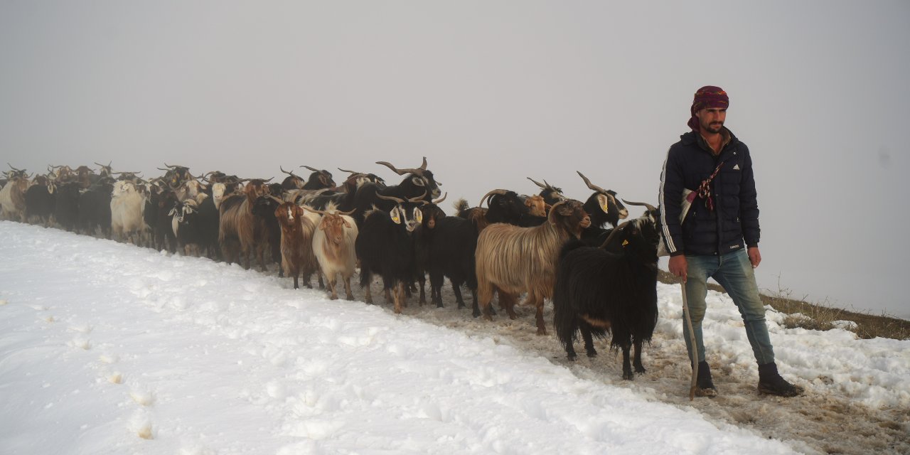 Keçi Sürüsünün Kar üstünde yürüyüşü görsel şölen oluşturdu