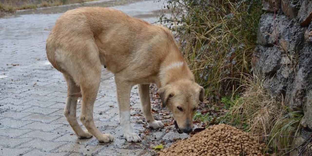 Başıboş köpek sorununa O Üniversiteden Örnek bir yaklaşım!