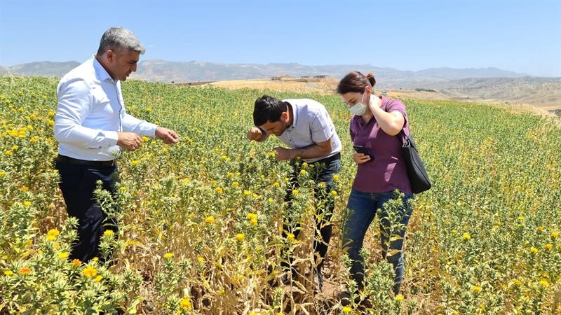 ŞIRNAK’TA ASPİR BİTKİSİ EKİMİ YAPILIYOR