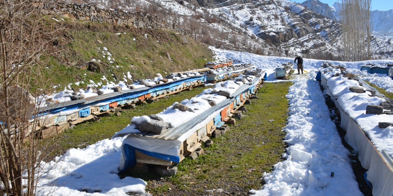 Kato Dağ’ındaki arılar bu yıl kış uykusuna geç yattılar