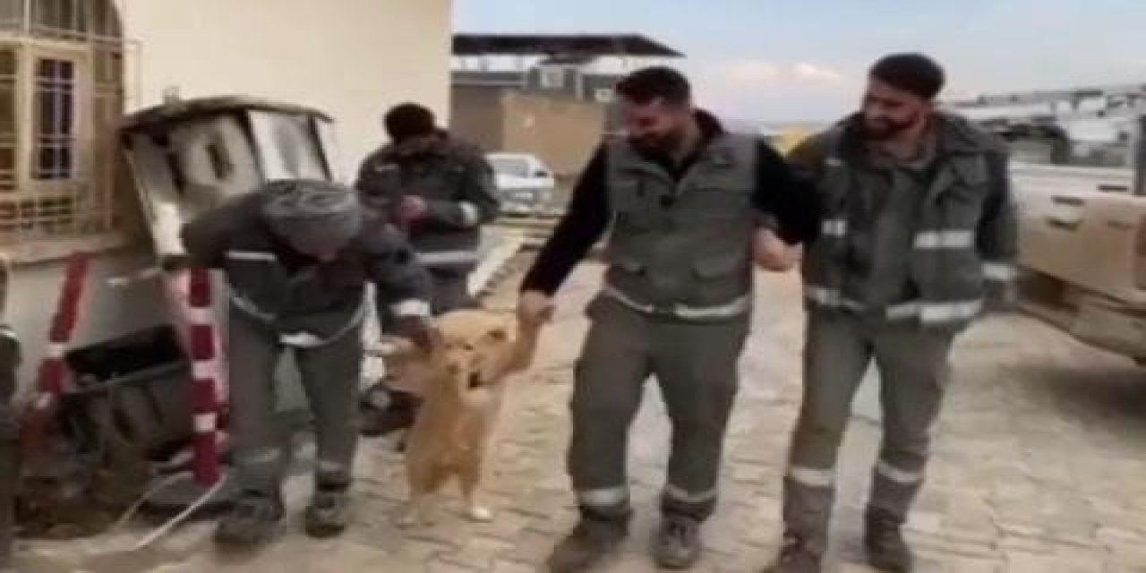 DEDAŞ personellerinin köpekle halay oyunu dikkat çekti!