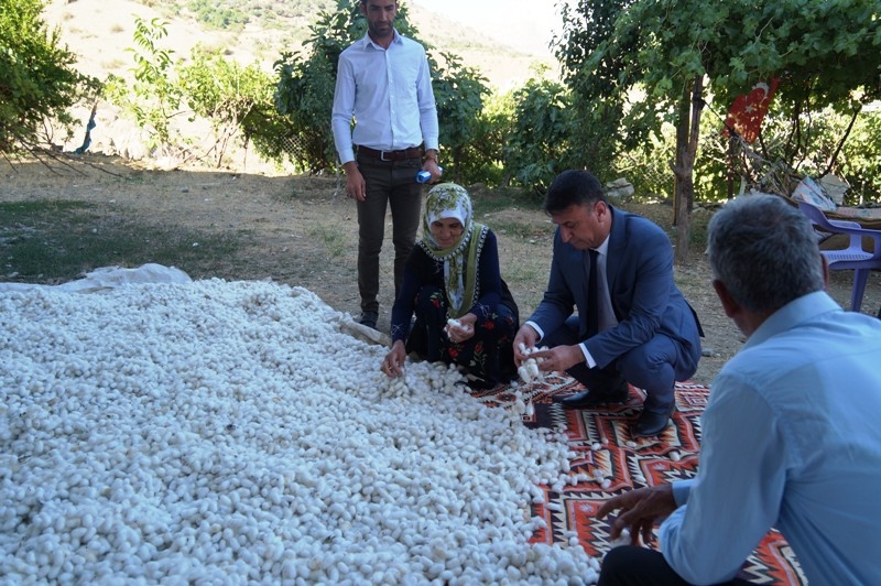 Batman’da koza yetiştiriciliği 180 aileye ekmek kapısı oldu