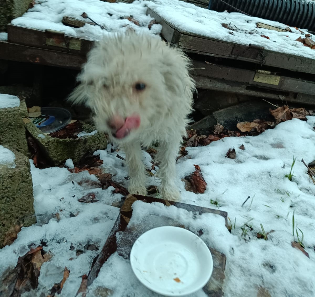 Sokakta Donma tehlikesi yaşayan evcil süs köpeğinin içler acısı hali