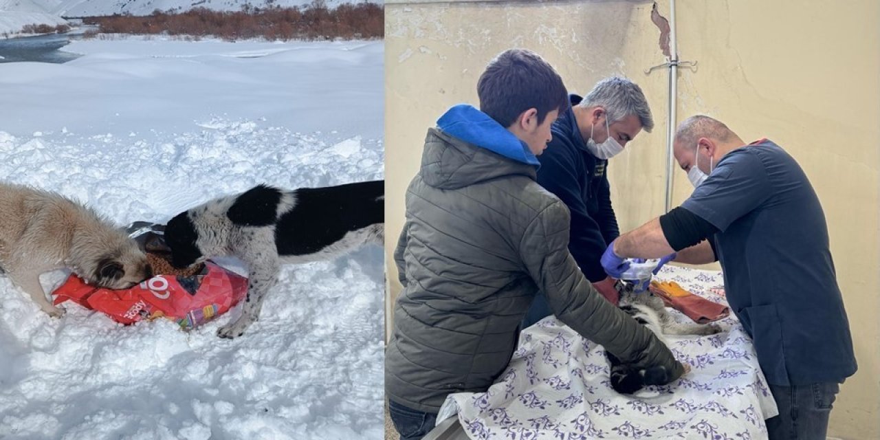 Hakkari'de sokak hayvanları için 15 mahalleye yiyecek bırakıldı