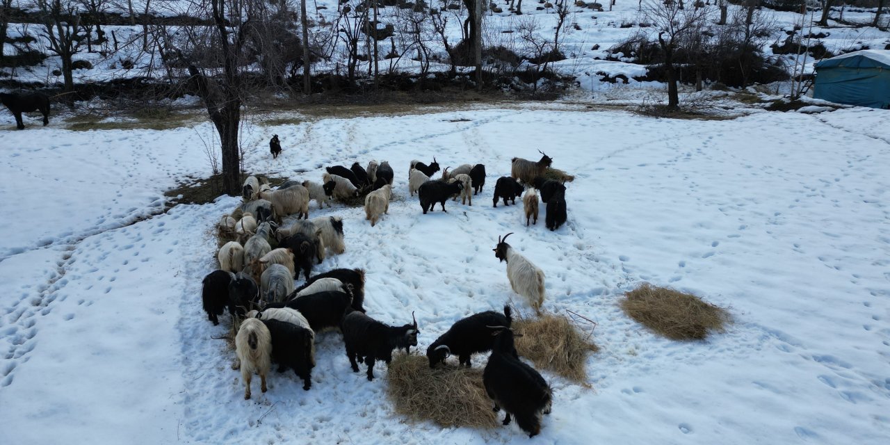 Beytüşşebap'ta hayvanların zorlu kış yaşam şartları
