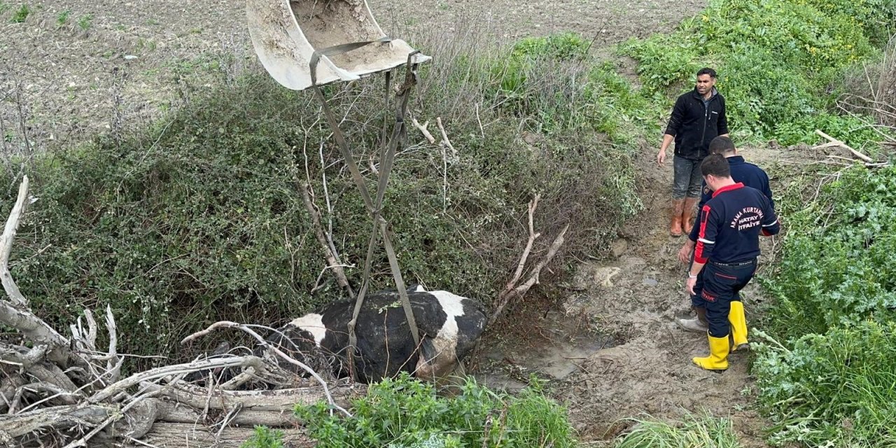 Su kanalına düşen inek için, itfaiyeden kurtarma operasyonu