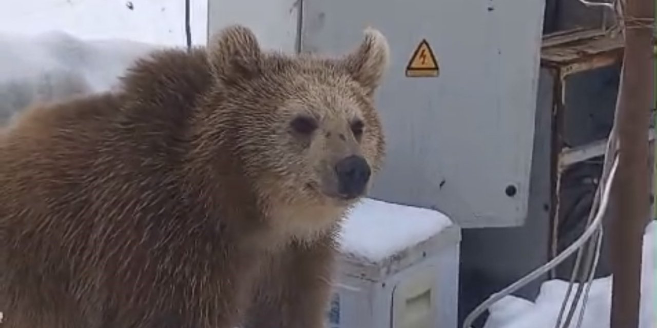 Hakkari Yüksekova'da korkutan olay! Kış uykusuna yatmayan ayı şantiyeye girdi