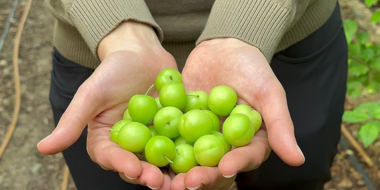 Fiyatı Altın ile yarışan Erik'in ilk hasadı yapıldı. İlgi ise çok fazla