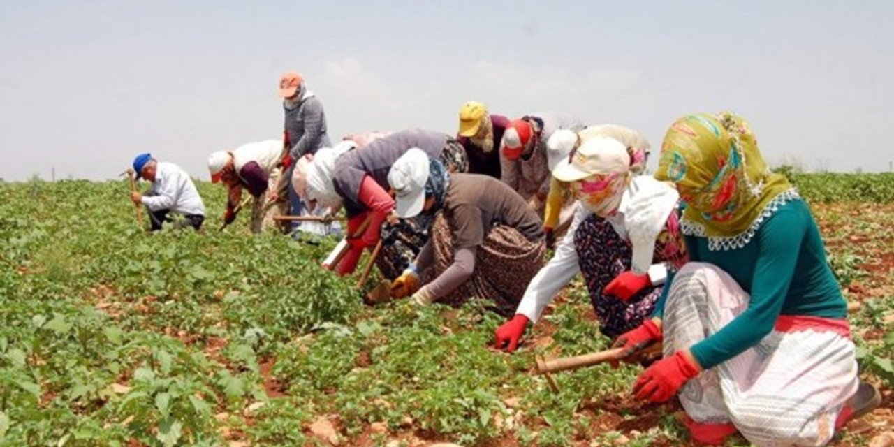 Mevsimlik tarım işçilerinin ortalama günlük ücretleri arttı!
