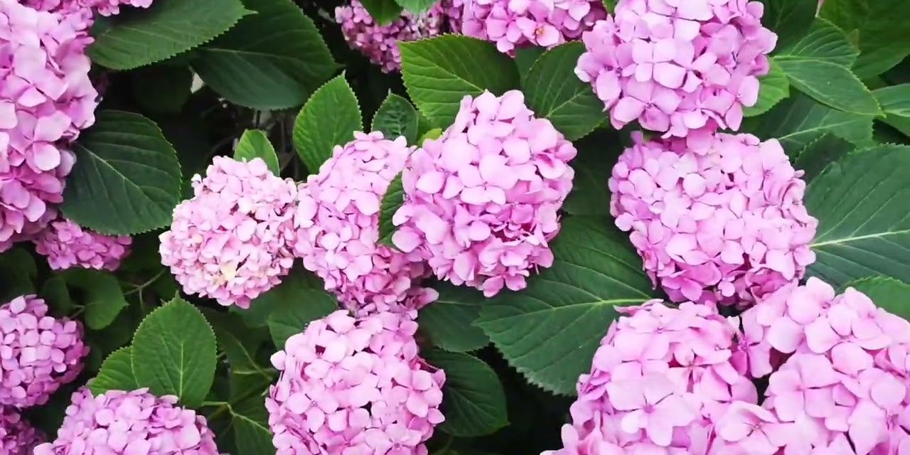 Ortanca bitkinizin bütün yaz boyunca çiçek açmasını sağlayan pratik tüyo