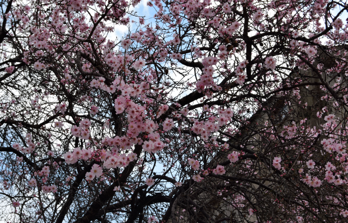 Dicle'nin Renkliliği ;Ağaçlar çiçek açtı