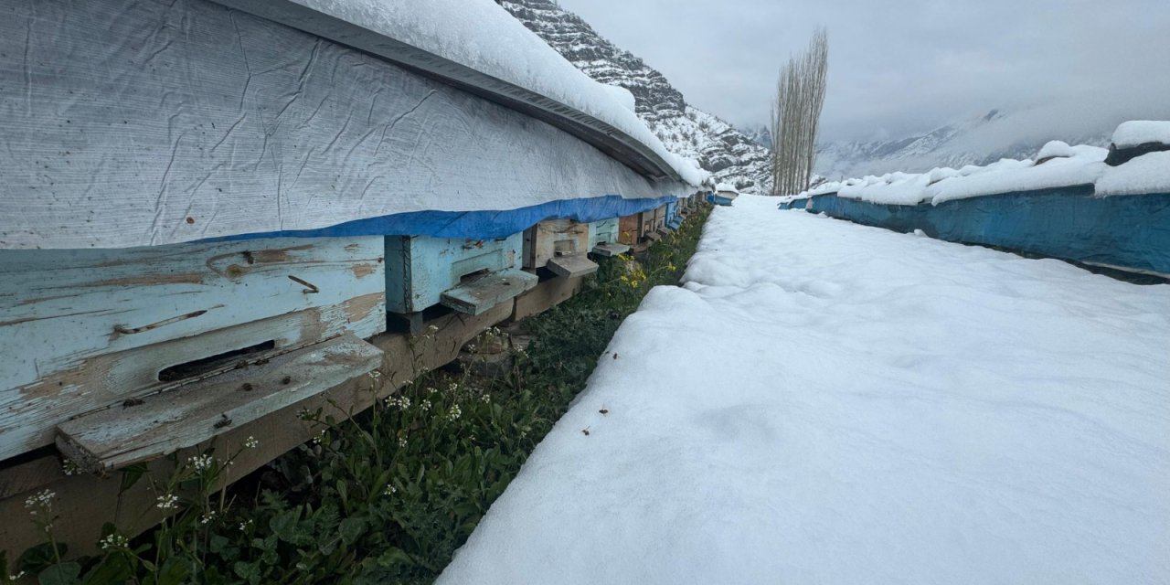 Şırnak’ta Yalancı bahar bal arılarını vurdu