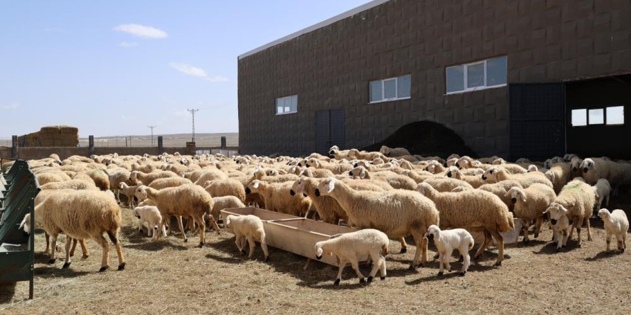 42 bin lira maaş, sigorta, dayalı döşeli ev ve karavana rağmen çoban bulunamıyor