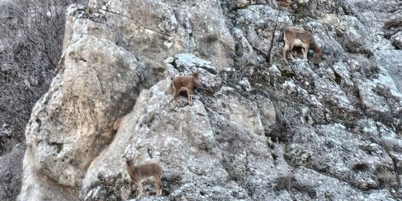 Şırnak'ın Gabar dağında yaban keçileri görüntülendi