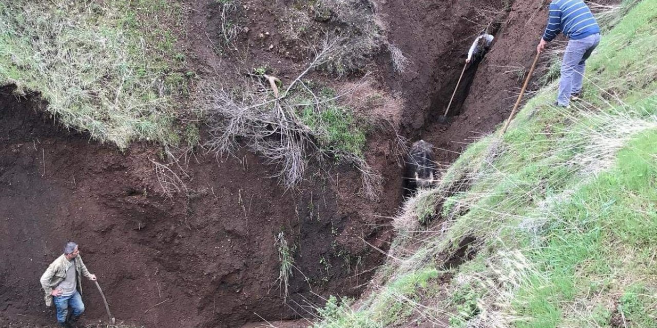 Bitlis'te toprak kayması: Hayvanlar vadiye düştü