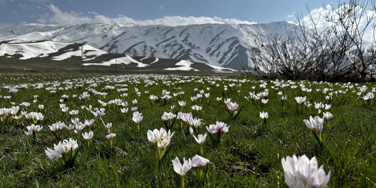 Dağların Göz Kamaştıran Güzelliği: Hakkari'de Baharın ilk işareti Kardelen ve Çiğdemlerle Geldi