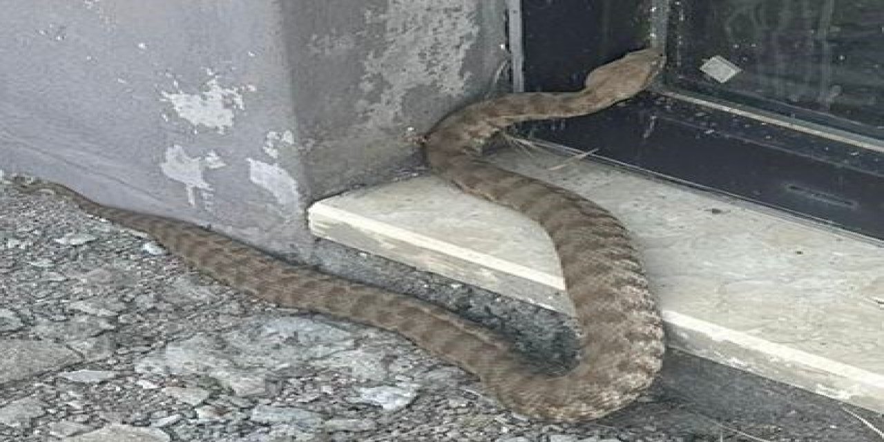 Türkiye'nin en zehirli yılanlarından biri Elazığ'da görüntülendi