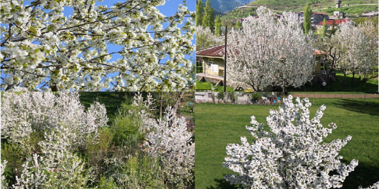 Şırnak'ta Baharın Müjdesi: Havadan Görüntülendi, Kiraz Ağaçları Çiçek Açtı!