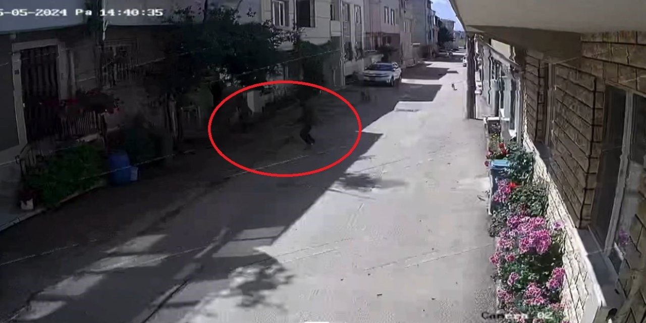 Sokak köpekleri 3 çocuğa saldırdı, olay anı kameraya yansıdı