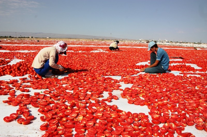 DİYARBAKIR'IN KURUTULMUŞ DOMATESLERİ DÜNYAYA İHRAÇ EDİLİYOR