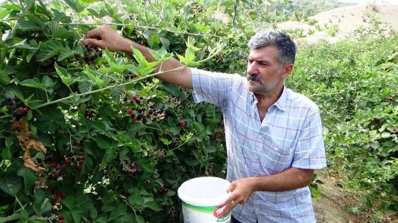 DEVLET DESTEĞİYLE EKİLEN BÖĞÜRTLEN BAHÇELERİNDE BAŞLAYAN HASAT ÇİFTÇİNİN YÜZÜNÜ GÜLDÜRDÜ