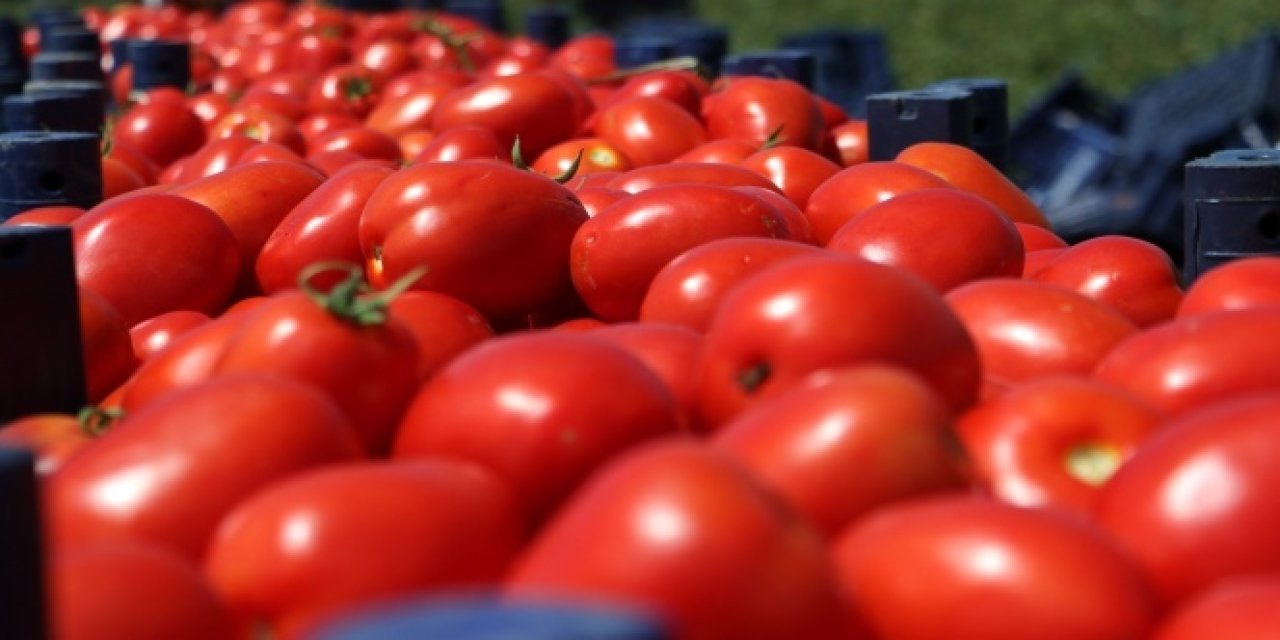 Salçalık domates nasıl seçilir? Domates seçerken bilmeniz gereken 5 şey