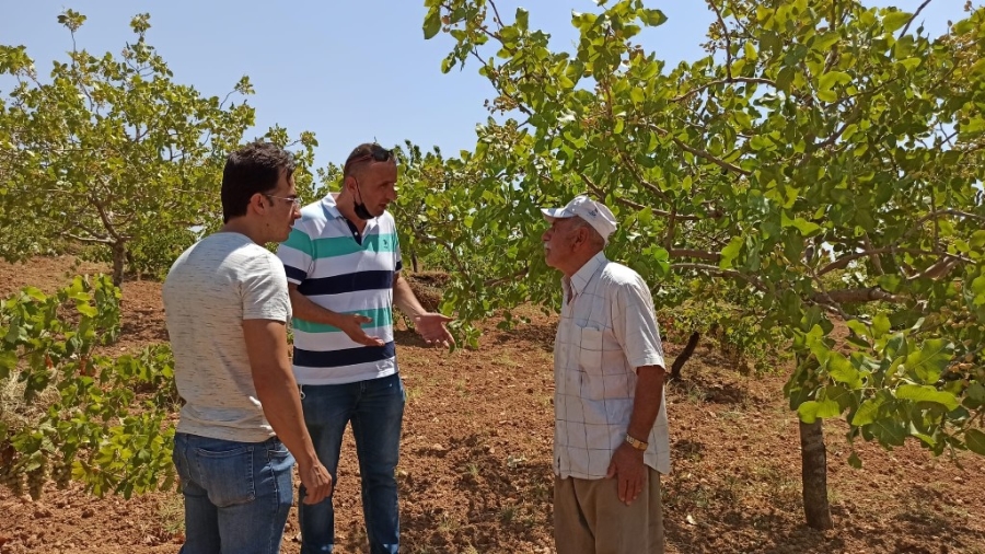 Kuraklık fıstığı vurdu, ziraat mühendisleri bağ ve bahçelere indi