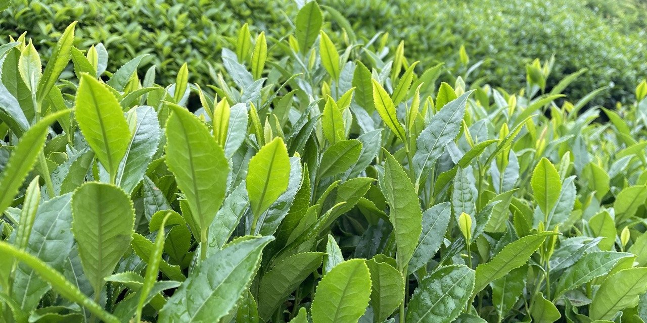 Tarım ve Orman Bakanlığı Yaş Çay Alım Fiyatınını  Açıkladı