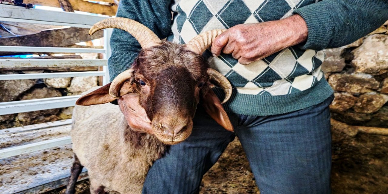 4 boynuzlu koç ahırın lideri oldu