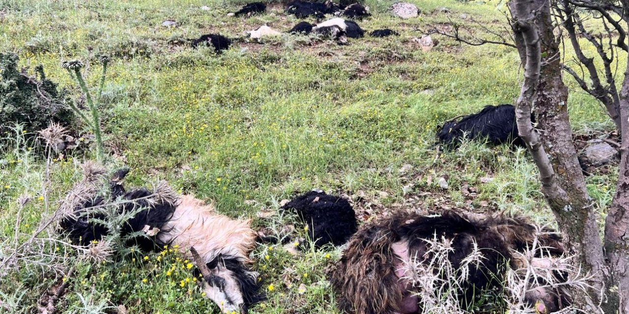 Şırnak’ta yıldırım düştü 5 hayvan telef oldu