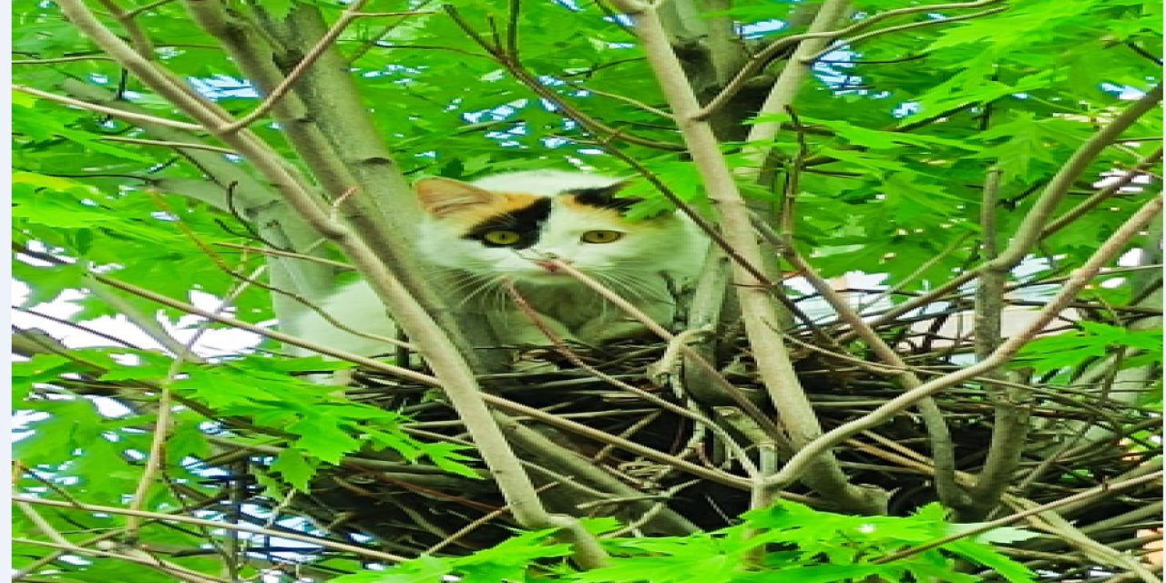 Şırnak’ta Kedi Operasyonu: Ağaçta Bulunan Kuş Yuvasını Bastı