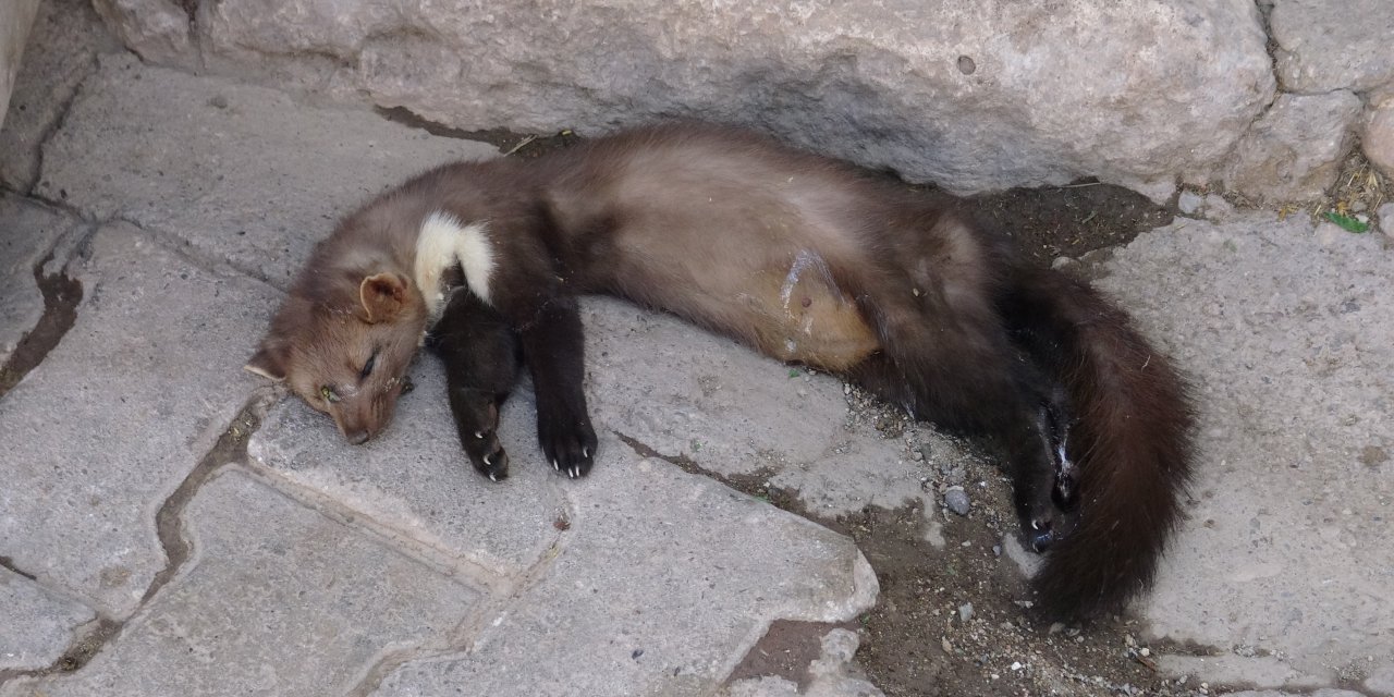 Nesli tükenmek üzere olan alaca sansar, Gercüş’te ölü bulundu