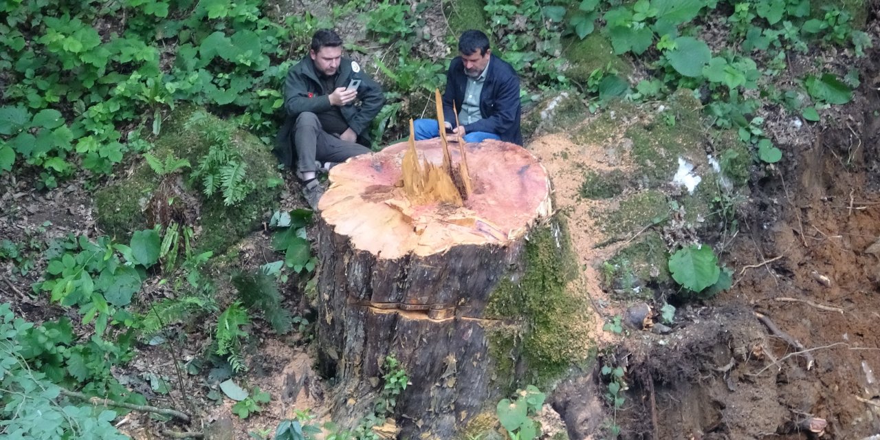 Dere ıslahı için 1183 yaşındaki porsuk ağacını kestiler