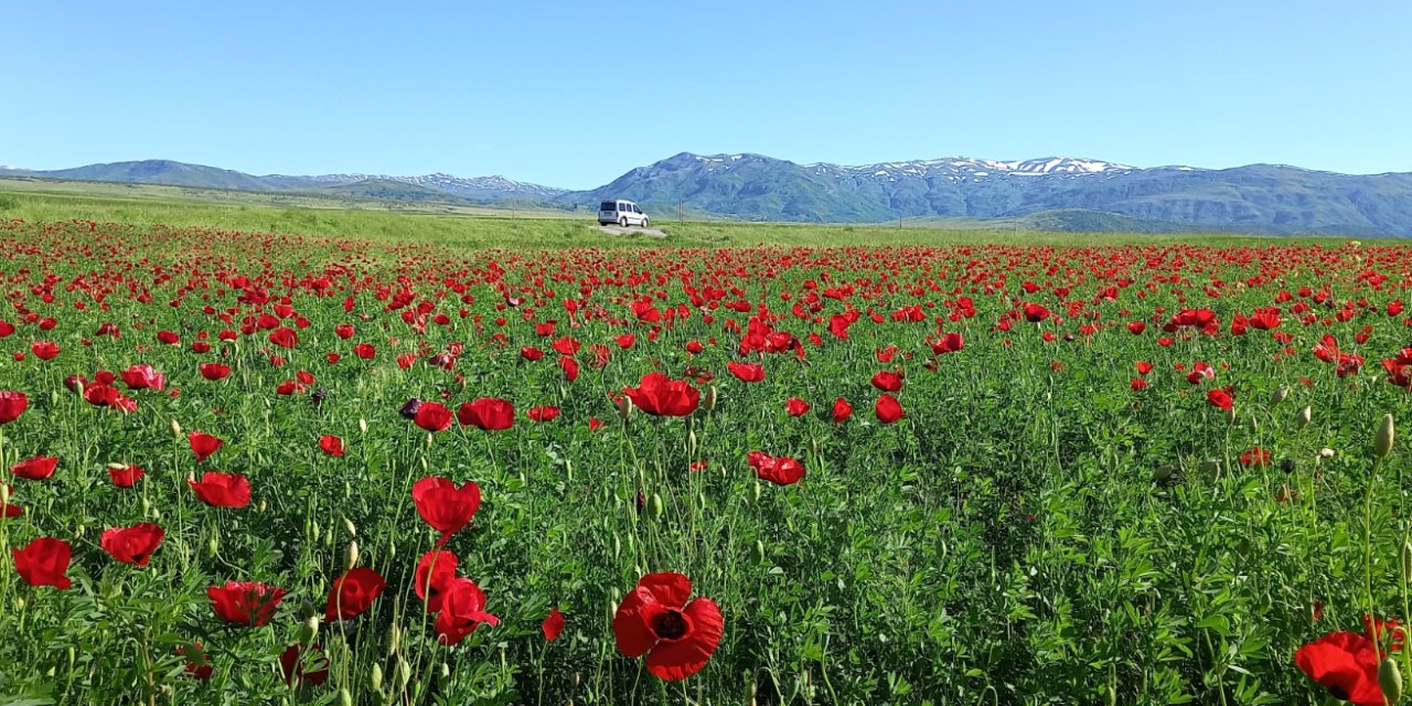 Bitlis'te gelinciklerin görsel şöleni