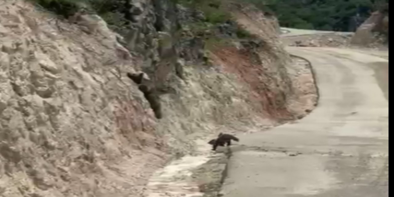 Şırnak’ta yola çıkan ayılar vatandaşlar tarafından görüntülendi