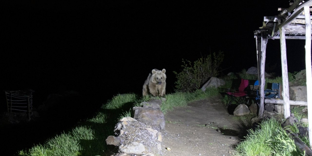 Nemrut’un ayıları kış uykusundan uyandı