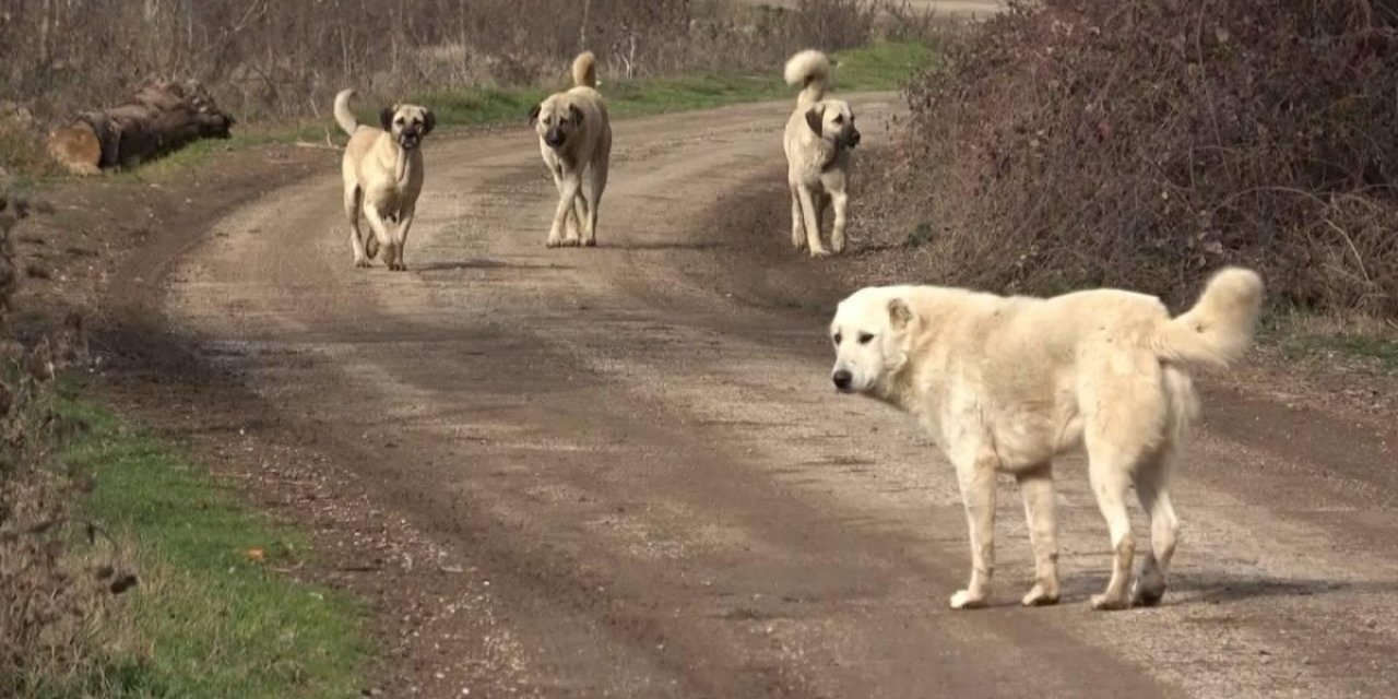 Başıboş köpek düzenlemesi geliyor