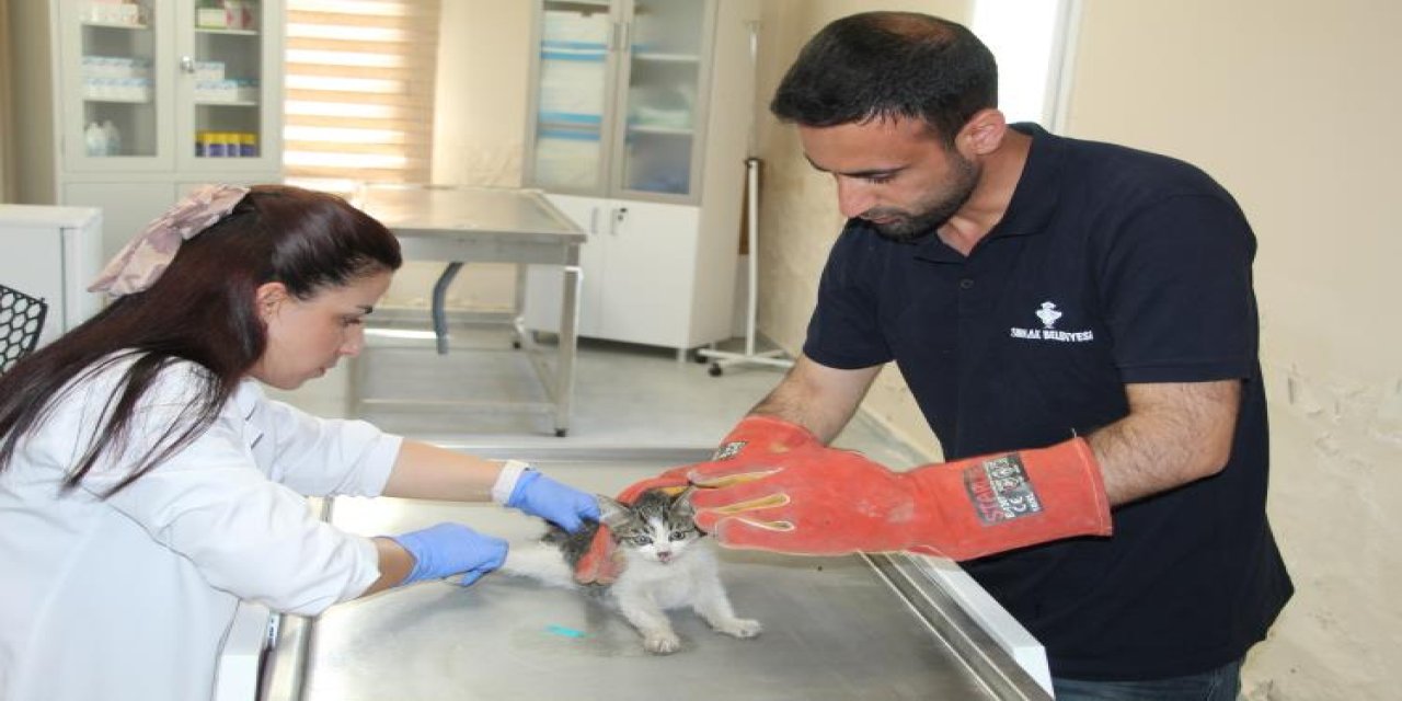 Şırnak Belediyesi Yaralı ve Hasta Hayvanlara Sahip Çıkıyor