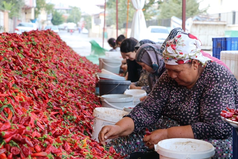 Ekmeklerini, acı biberlerin çöpünü temizleyerek kazanıyorlar