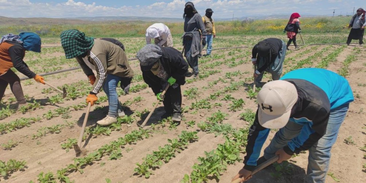 Bitlis’te toprağa ter döken kahramanlar: Mevsimlik tarım işçilerinin mücadelesi