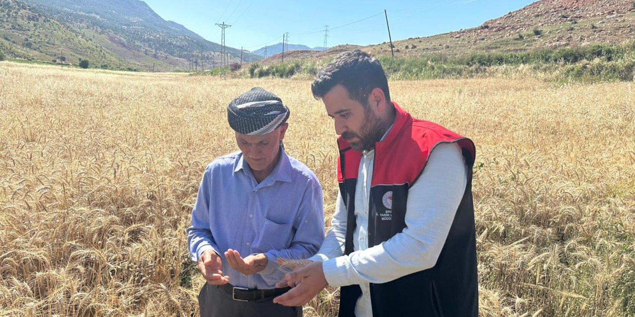 Bakanlık Tarafından Çiftçilere Destek: Şırnak’ta buğday tohumlarının kontrolleri yapıldı