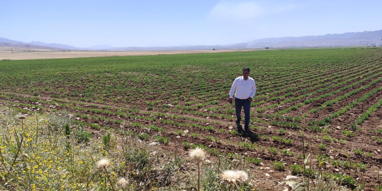 Silopi'de bin kişilik Sera Tarım Bölgesi Kuruluyor, çalışanların yüzde 75'i kadın olacak