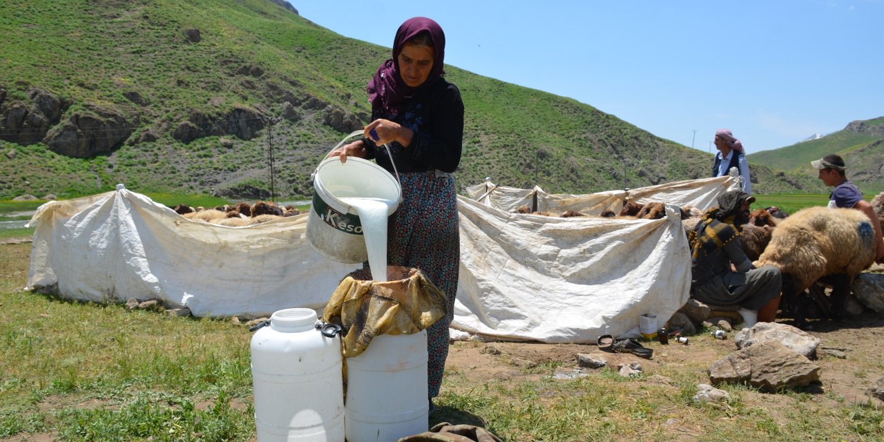 Şırnak'ta Faraşin Yaylasında ilk süt sağımı