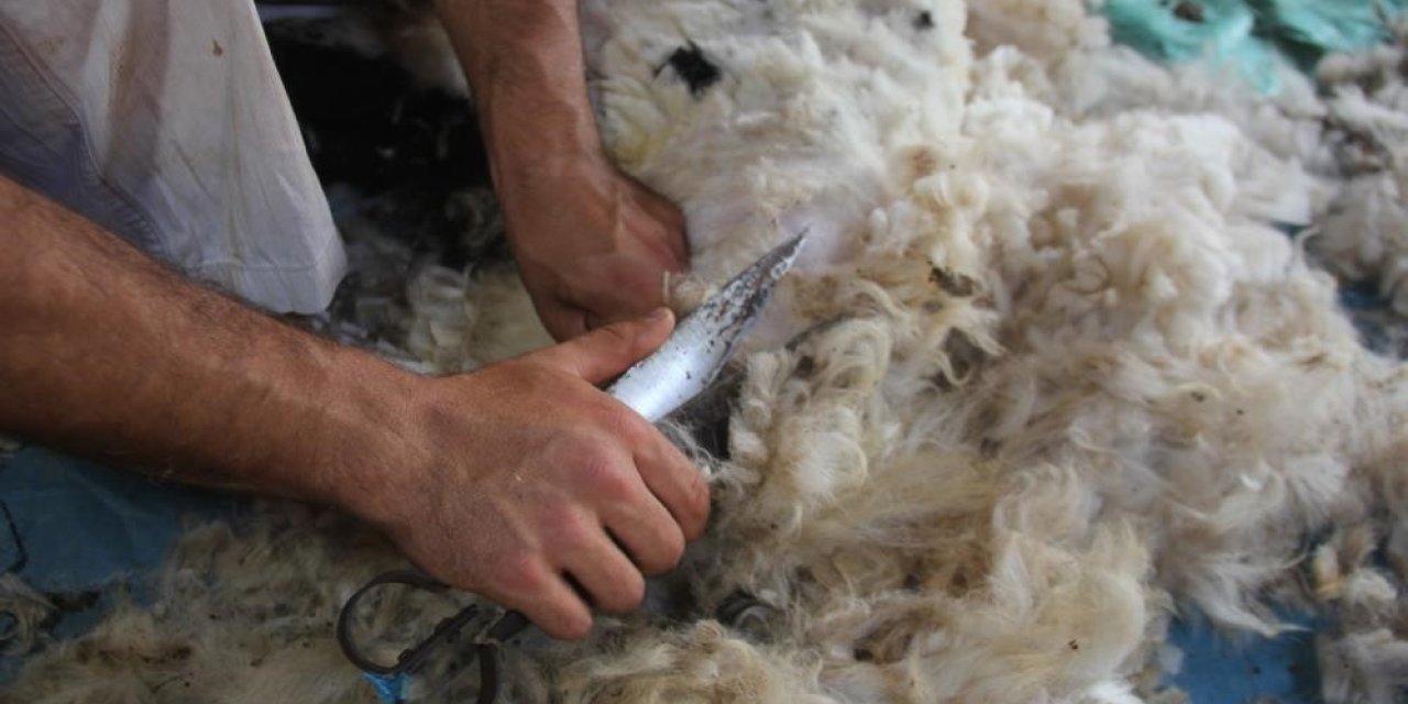 Erzincan yaylalarında koyun kırkma zamanı