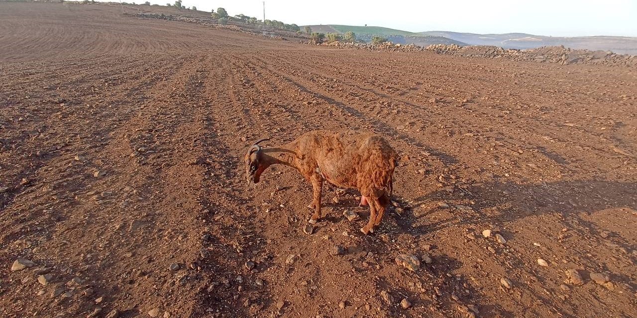 Dicle Elektrik’ten yangınlara ilişkin açıklama