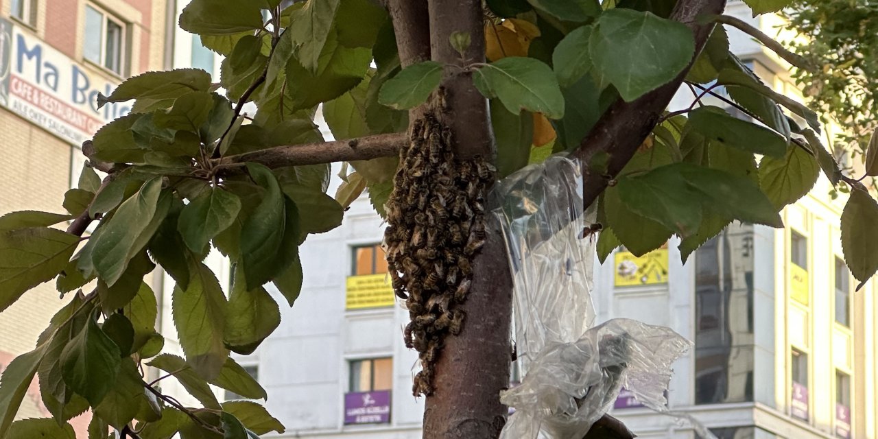 Hakkari'de yüzlerce bal arısı şehir merkezindeki parkı mesken tuttu